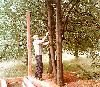 дерево сохраним, только сучок отпилим. 21 июля